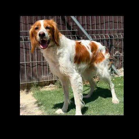 Sophie