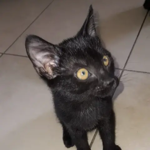 Bonnie