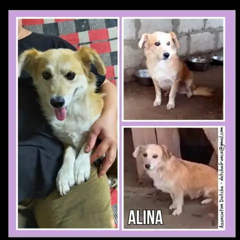 Alina