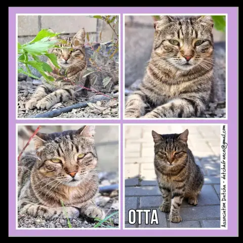 Otta