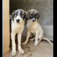 Mili / Pili