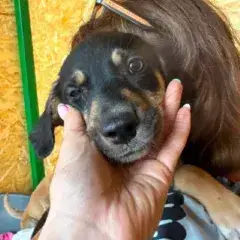 Avia photo 3