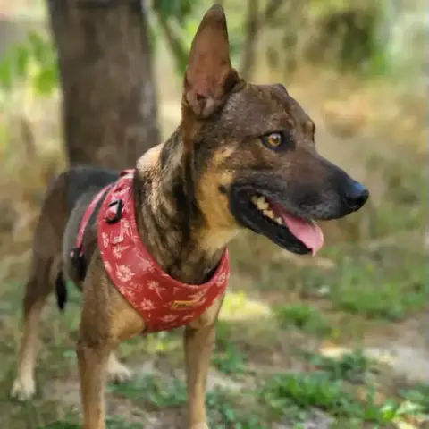 Pepsi En Fa photo 3