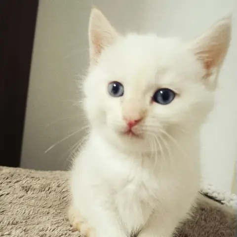 Praline