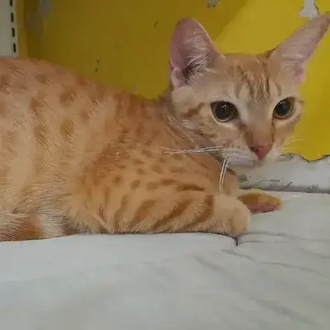 ✨️ Dory ✨️ 🐱 photo 2