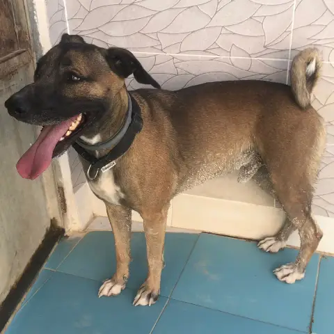Tyson photo 3