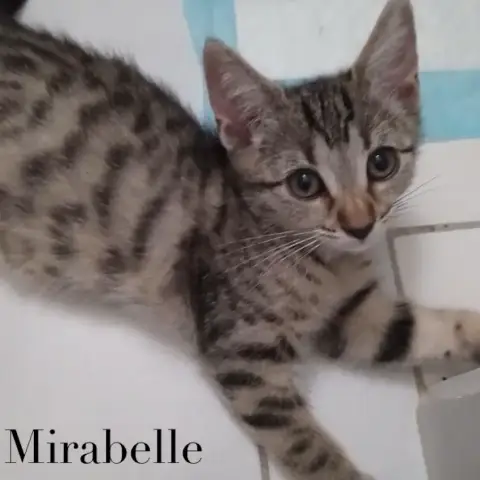 Mirabelle