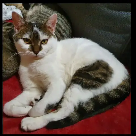 Pégase photo 2