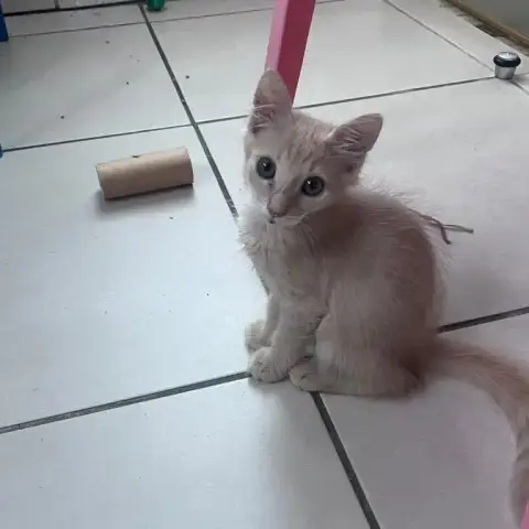 Praline