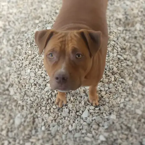 Maya