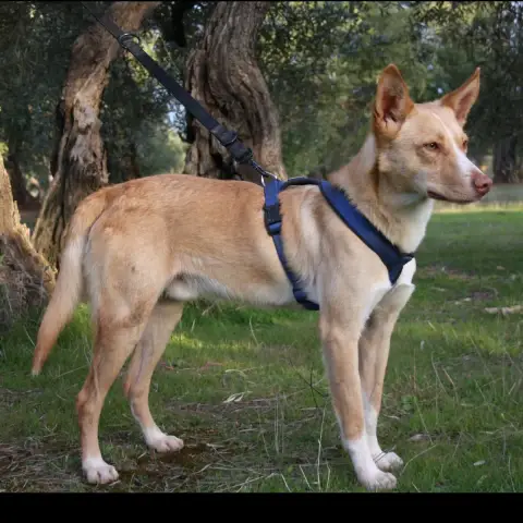 Baloo photo 2