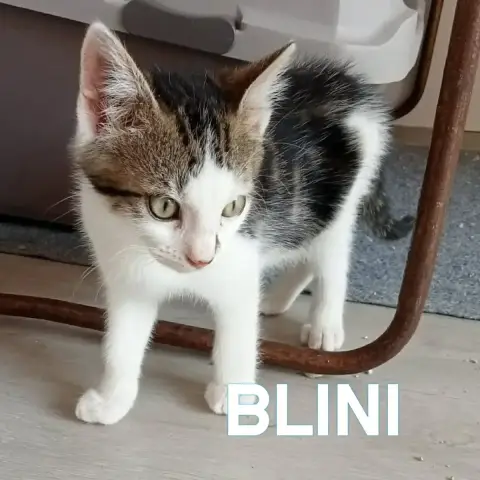 Blini photo 2