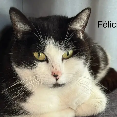Felicie