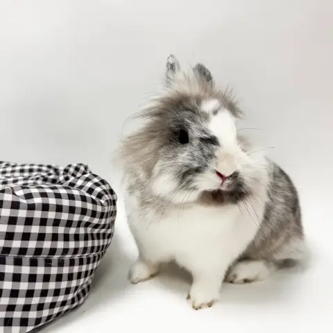 Binkie