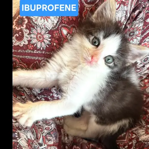 Doliprane Et Ibuprofene photo 3