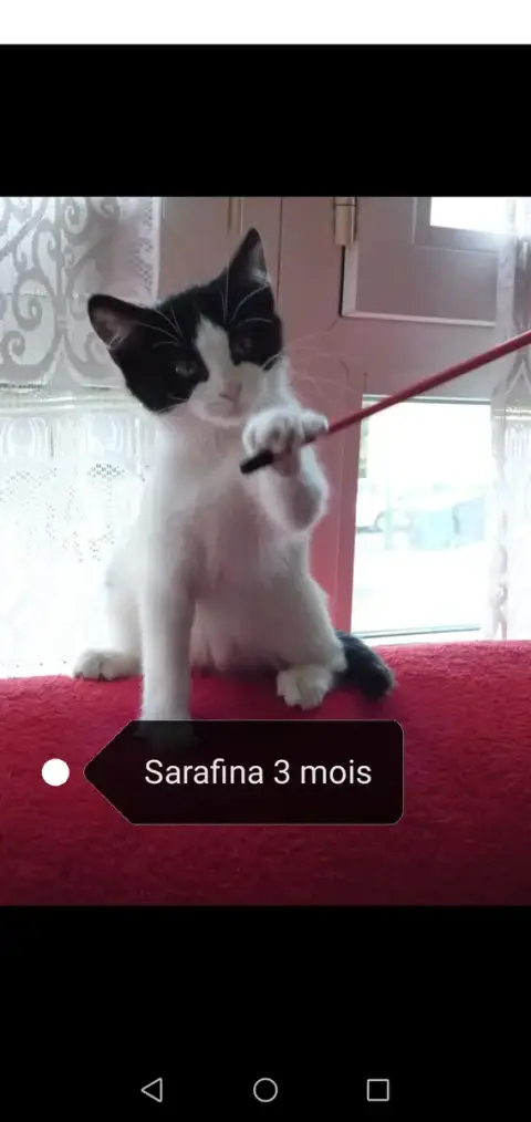 Sarafina photo 2
