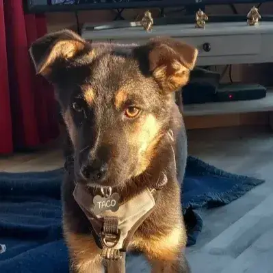 Taco