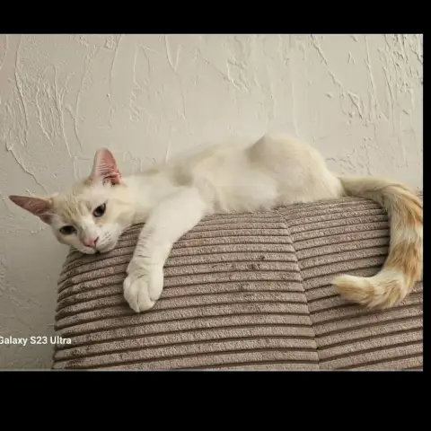 Caramel photo 2