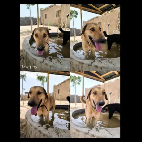 Murphy