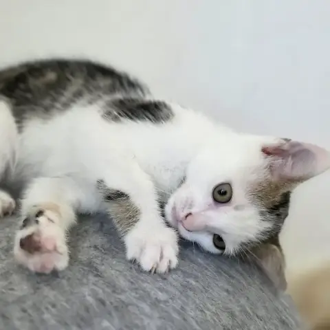 Abby