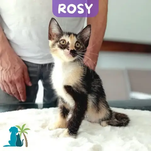 Rosy