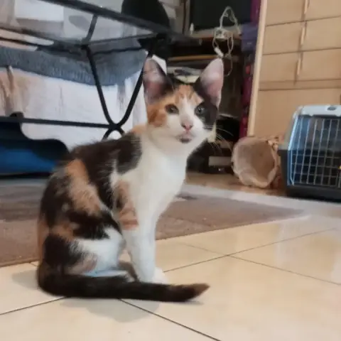 Bonnie
