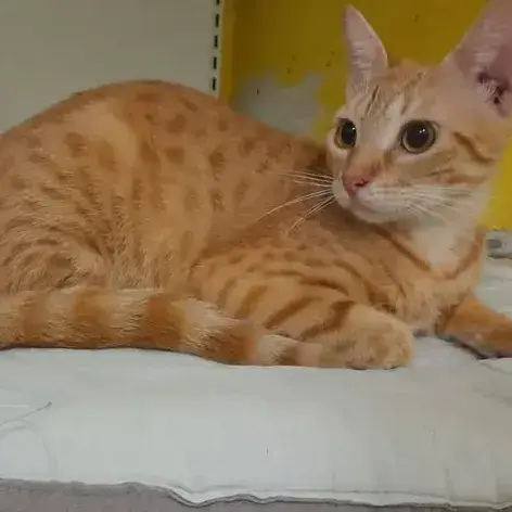 ✨️ Dory ✨️ 🐱 photo 3