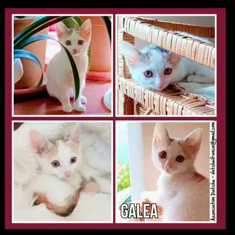 Galea
