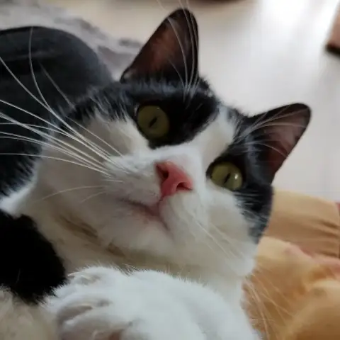 Oreo photo 2
