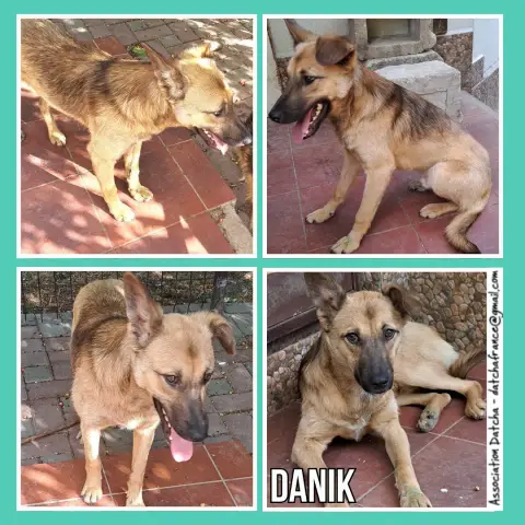 Danik