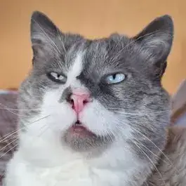 Abel photo 2