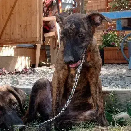 Bongo photo 3