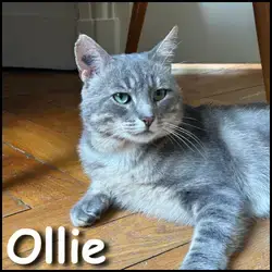 Ollie
