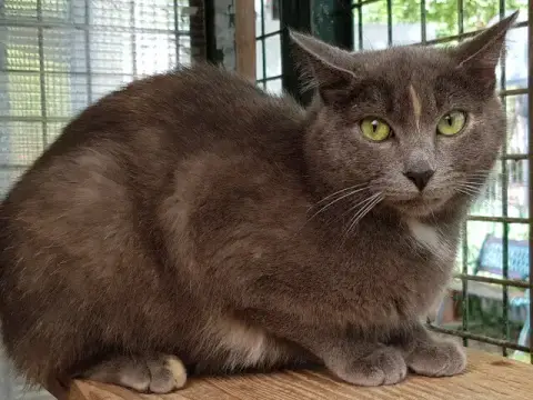Samara