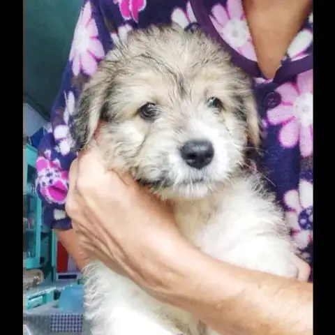 Berti