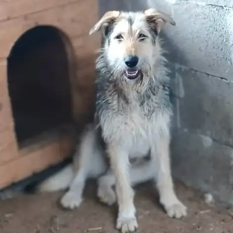 Sierra