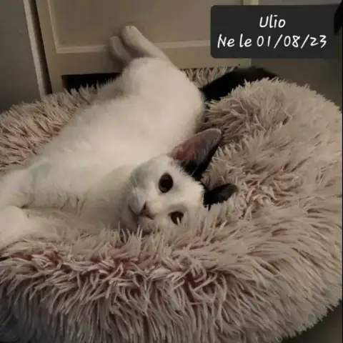 Ulio