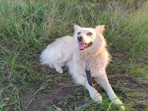 Nanuq photo 2