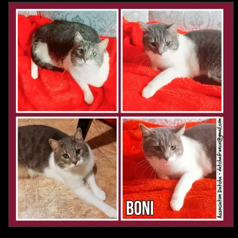 Boni