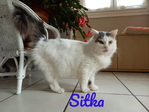 Sitka