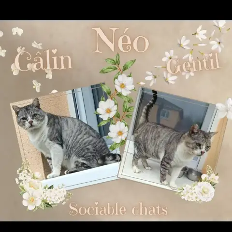 Néo