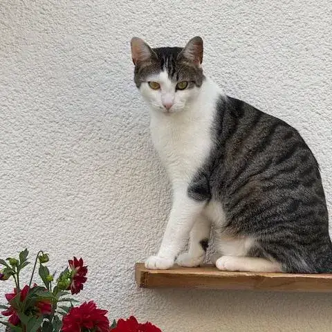 Verdi