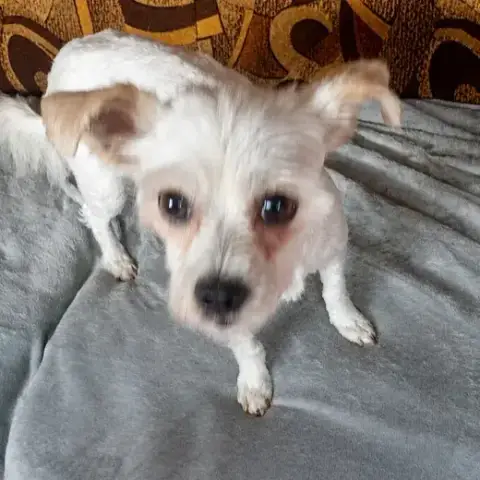 Toby
