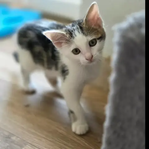 Abby
