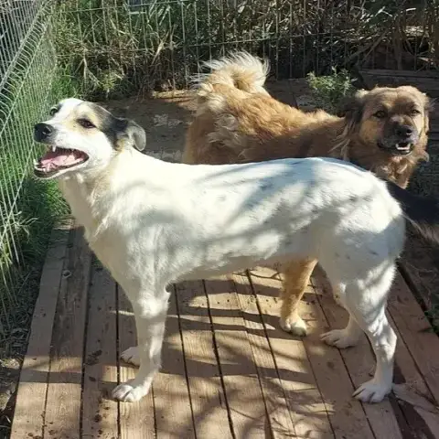 Akela photo 3