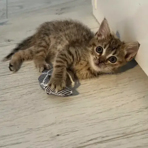 Baya photo 2