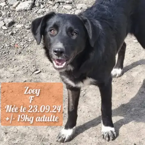 Zoey