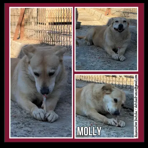 Molly