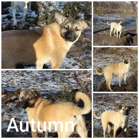 Autumn