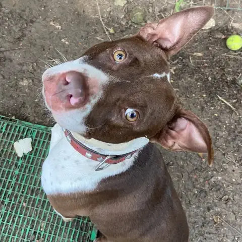 Sara